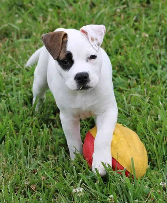 Advanced Pet Care of Sedalia Picture 9