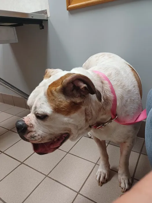 Thompson Hills Animal Clinic Picture 3