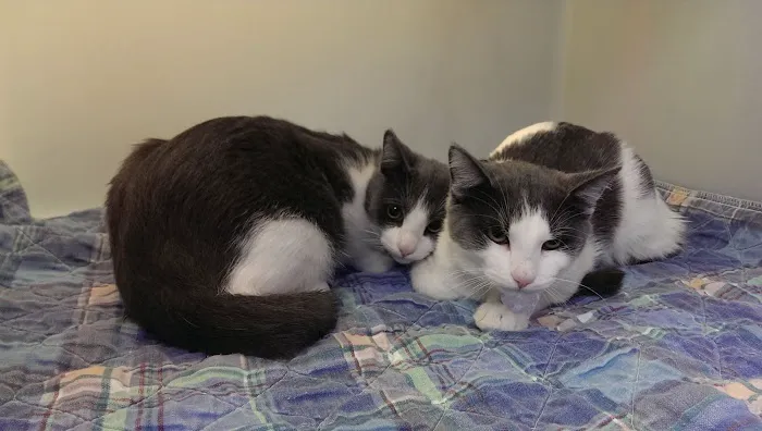 Thompson Hills Animal Clinic Picture 5