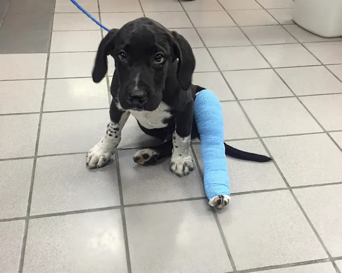 Thompson Hills Animal Clinic Picture 10