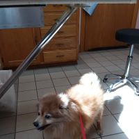 Thompson Hills Animal Clinic: Mcneal Chad DVM ico