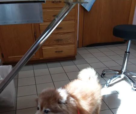 Thompson Hills Animal Clinic: Mcneal Chad DVM