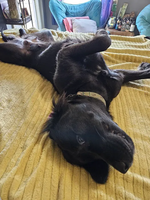 Sedalia Spay & Neuter Clinic Picture 1