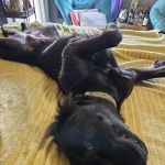 Sedalia Spay & Neuter Clinic