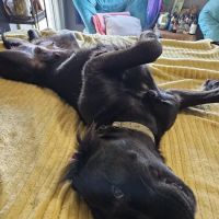 Sedalia Spay & Neuter Clinic ico