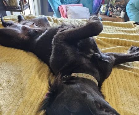 Sedalia Spay & Neuter Clinic