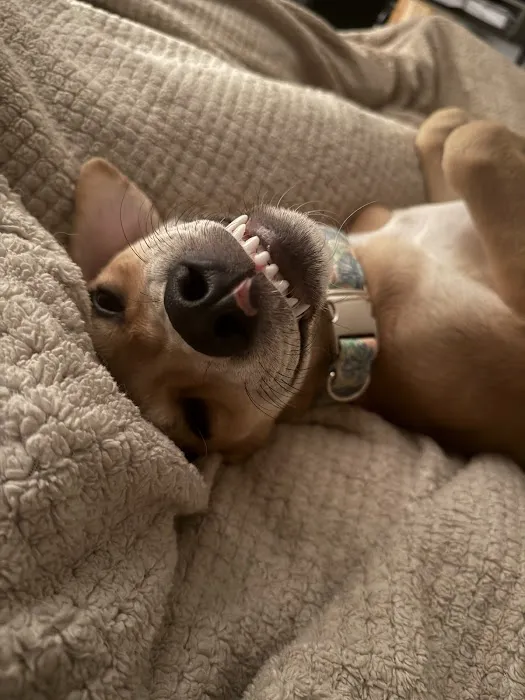 Sedalia Spay & Neuter Clinic Picture 4