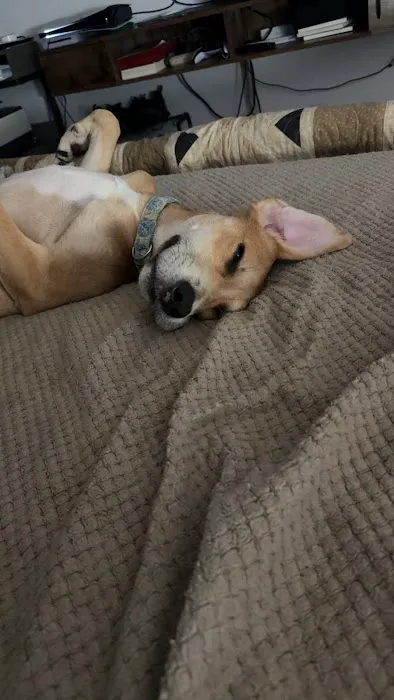 Sedalia Spay & Neuter Clinic Picture 5