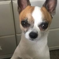 Flat Creek Veterinary Hospital ico