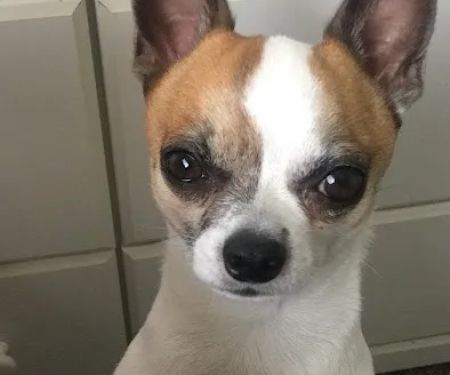 Flat Creek Veterinary Hospital