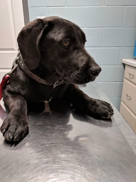 Flat Creek Veterinary Hospital Picture 7