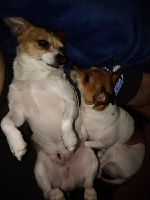 Flat Creek Veterinary Hospital Picture 6