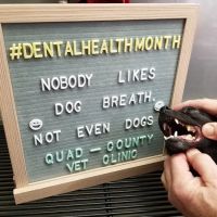 Quad-County Veterinary Clinic ico