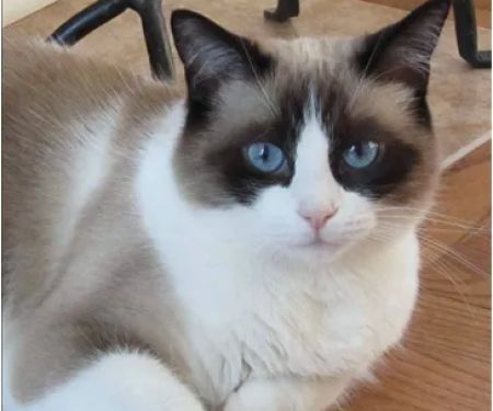 Protect Every Pet (PEP)