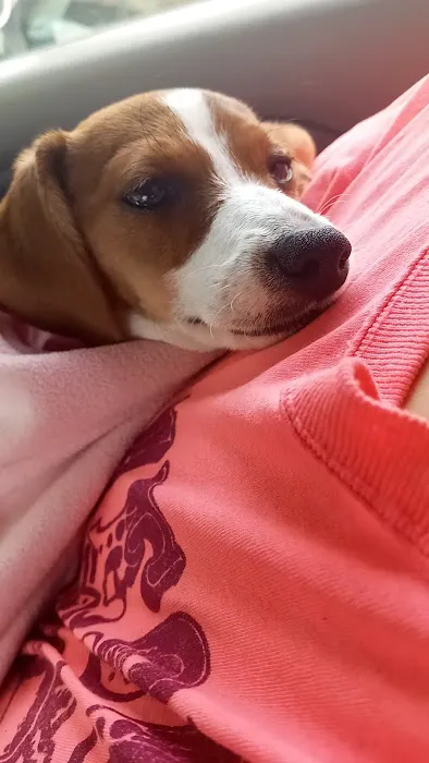 Protect Every Pet (PEP) Picture 10