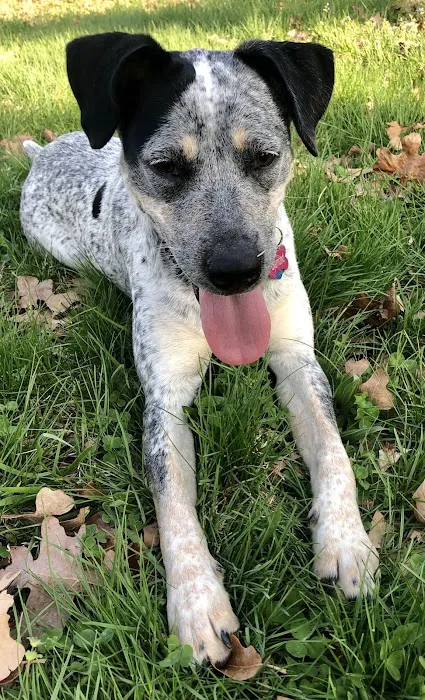 Protect Every Pet (PEP) Picture 9