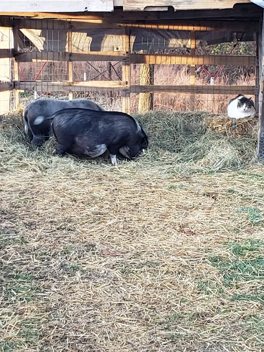 Rolla Animal Hospital Picture 2