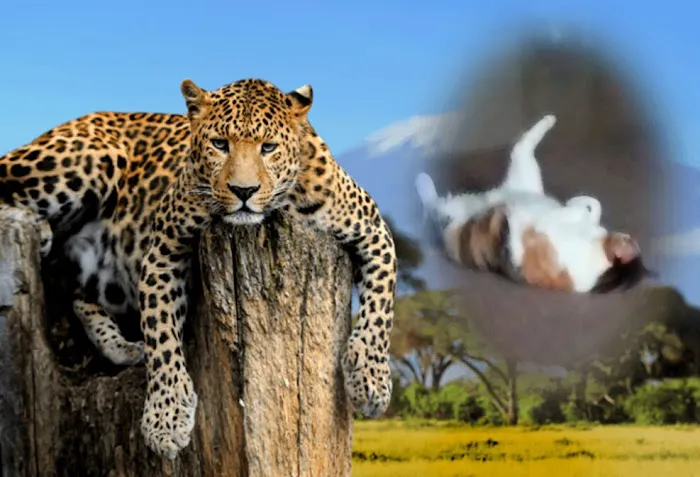 Rolla Animal Hospital Picture 1