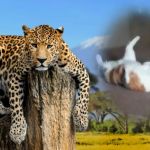 Rolla Animal Hospital