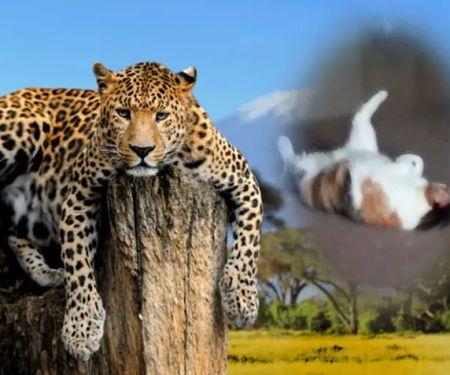 Rolla Animal Hospital