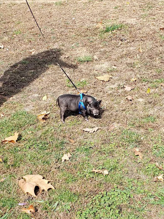 Rolla Animal Hospital Picture 3