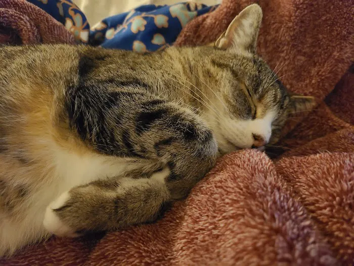 Rolla Animal Hospital Picture 4