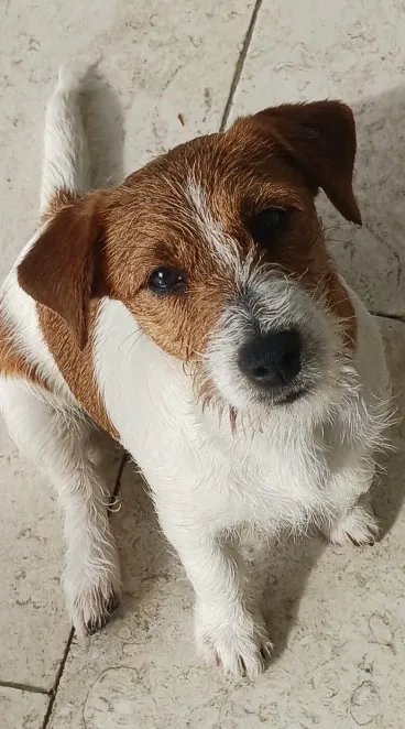 Rolla Animal Hospital Picture 6