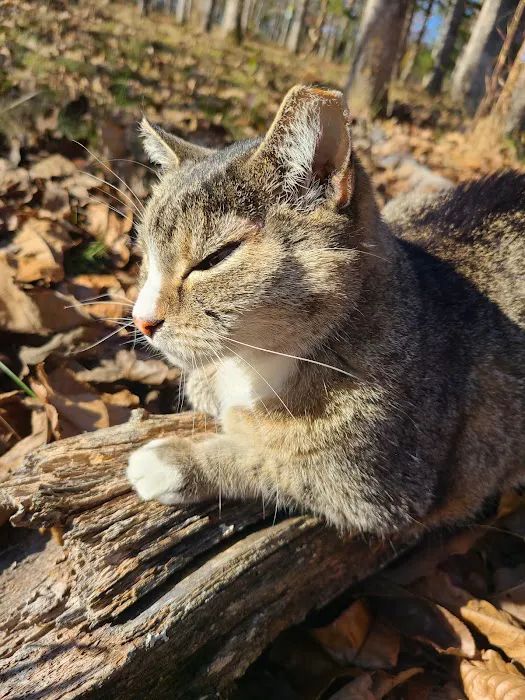 Rolla Animal Hospital Picture 7