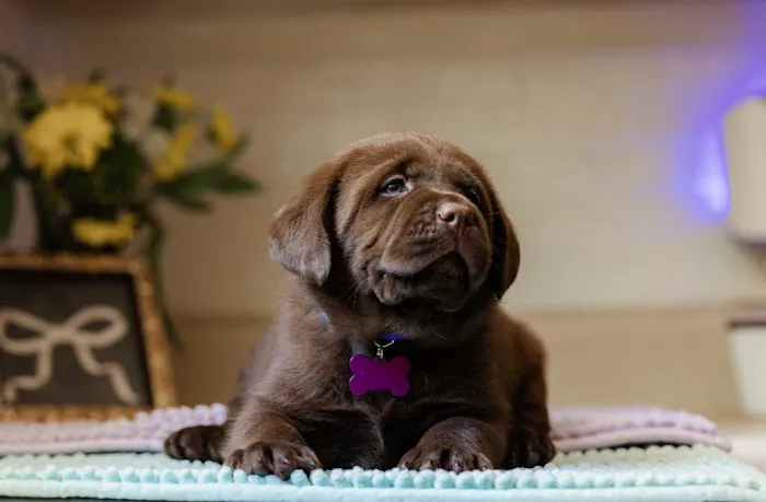 Rolla Animal Hospital Picture 5