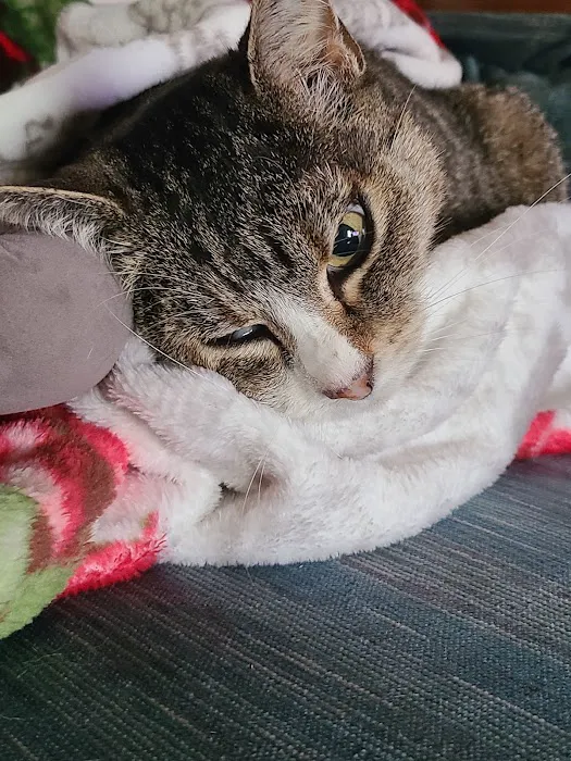 Rolla Animal Hospital Picture 10