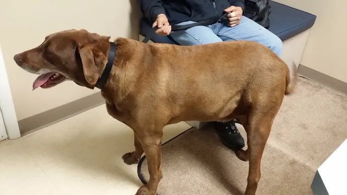 Animal Health Center of Rolla Picture 1