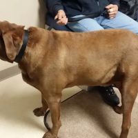 Animal Health Center of Rolla ico