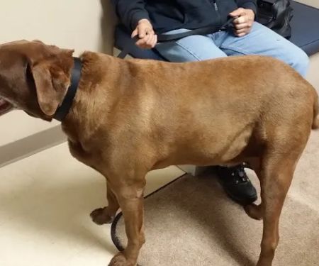 Animal Health Center of Rolla