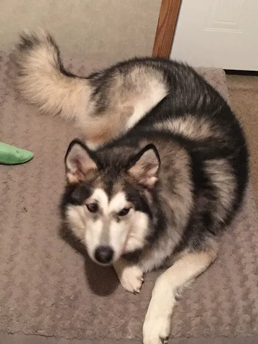 Animal Health Center of Rolla Picture 3