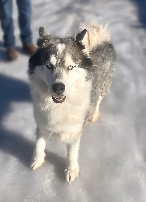 Animal Health Center of Rolla Picture 2