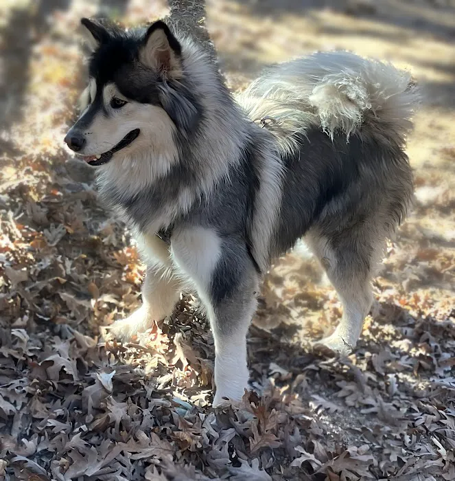 Animal Health Center of Rolla Picture 4