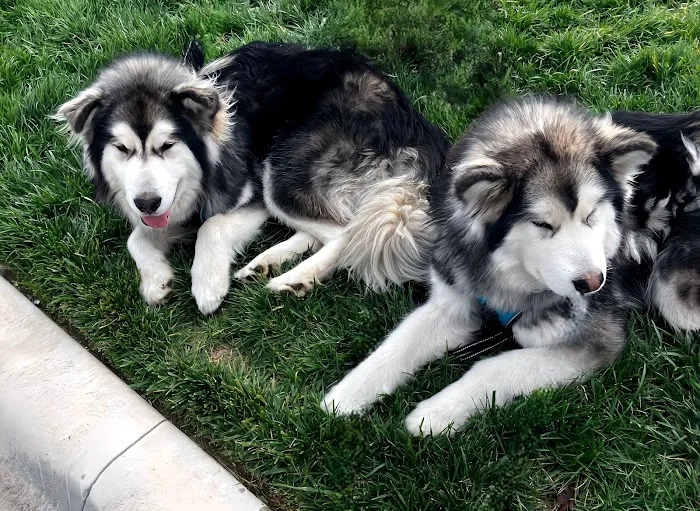 Animal Health Center of Rolla Picture 6