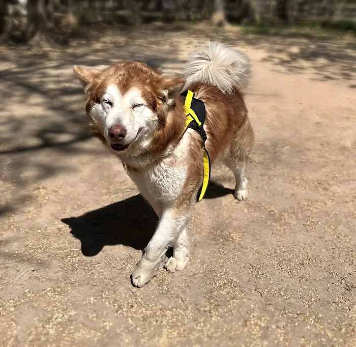Animal Health Center of Rolla Picture 5