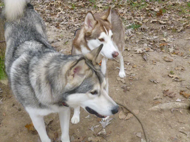 Animal Health Center of Rolla Picture 7