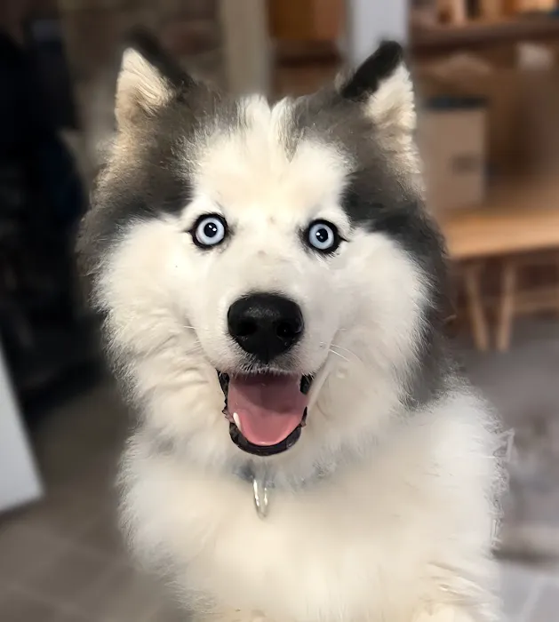 Animal Health Center of Rolla Picture 8