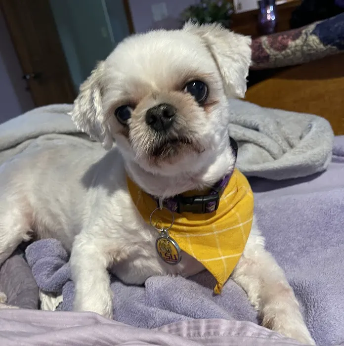 Berger Justin DVM Picture 3