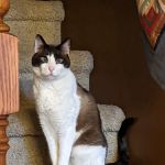 Seward Animal Hospital