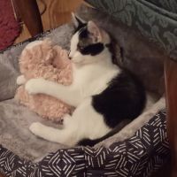 Osceola Veterinary Hospital ico