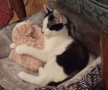 Osceola Veterinary Hospital