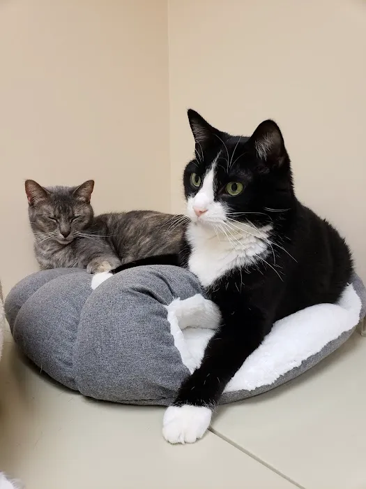 Veterinary Emergency Services Picture 1