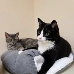 Veterinary Emergency Services