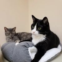 Veterinary Emergency Services ico