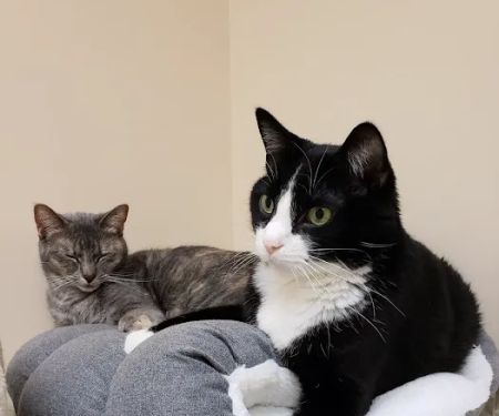 Veterinary Emergency Services