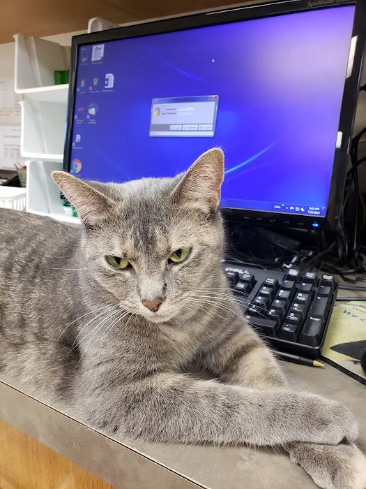 Veterinary Emergency Services Picture 3