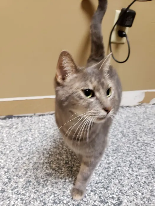 Veterinary Emergency Services Picture 2